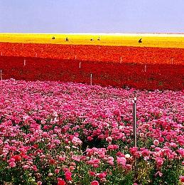 TGA 2023：《塞尔达传说：王国之泪》获最佳动作冒险游戏