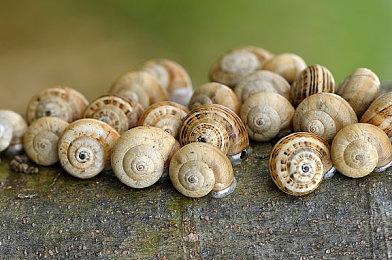 《前线任务：重制版》正式预告 选择一方掌控未来